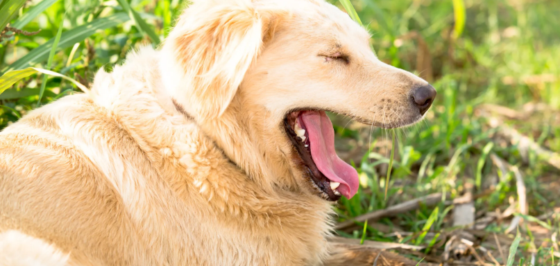 Do Dogs Yawn When Happy