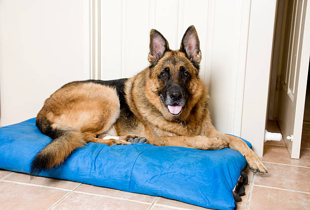 Best Dog Bed for German Shepherd