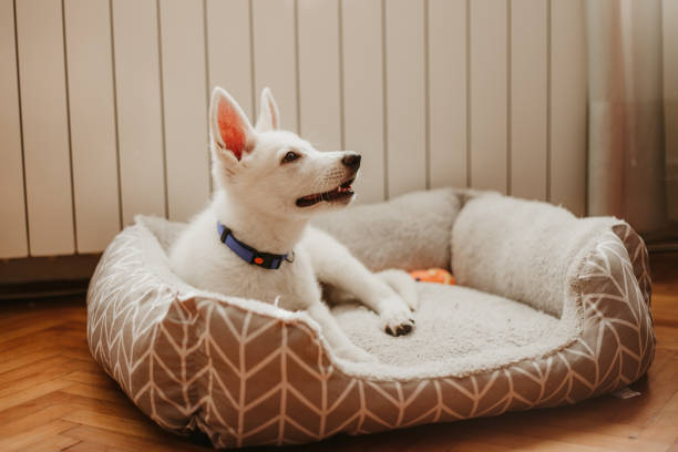 Best Sofa Bed for a Newfoundland Dog
