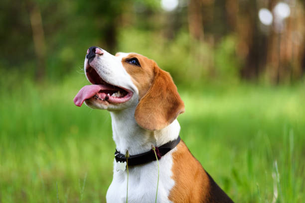 Best Collar For Beagles