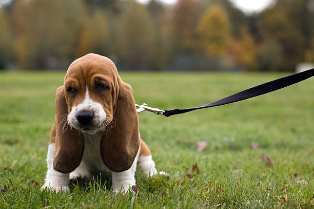 Best Harness for Basset Hounds