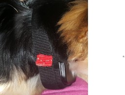  Click image to open expanded view        PetAZ Dog Training Collar
