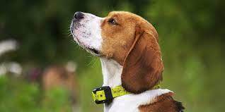 Beagle with a shock collar