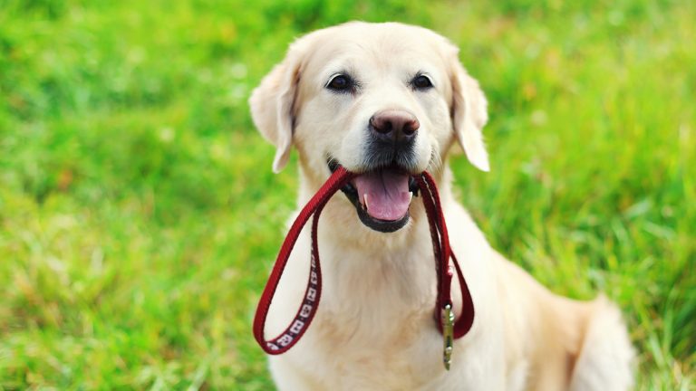 choke collars good for dogs