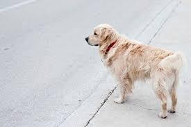 dog near a road