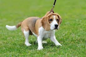stubborn beagles