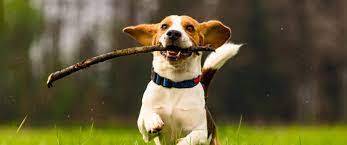 training beagle