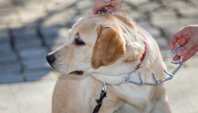 Are Choke Collars Good for Dogs?