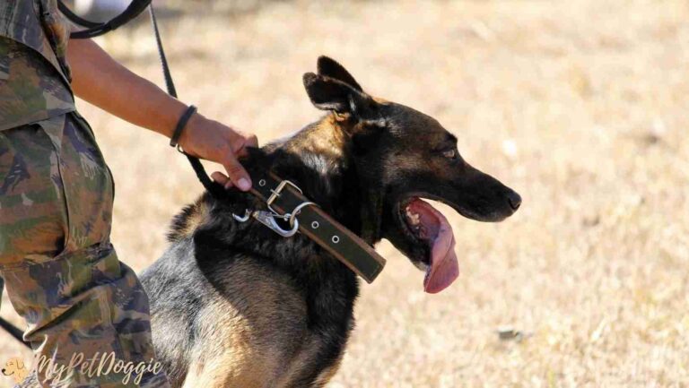 Are Police Dogs Trained with Shock Collars?