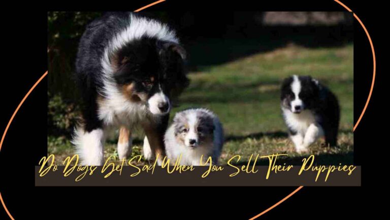 Do Dogs Get Sad When You Sell Their Puppies?