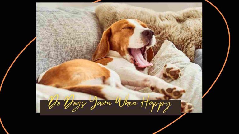 Do Dogs Yawn When Happy? | Scientific Reasons 2023