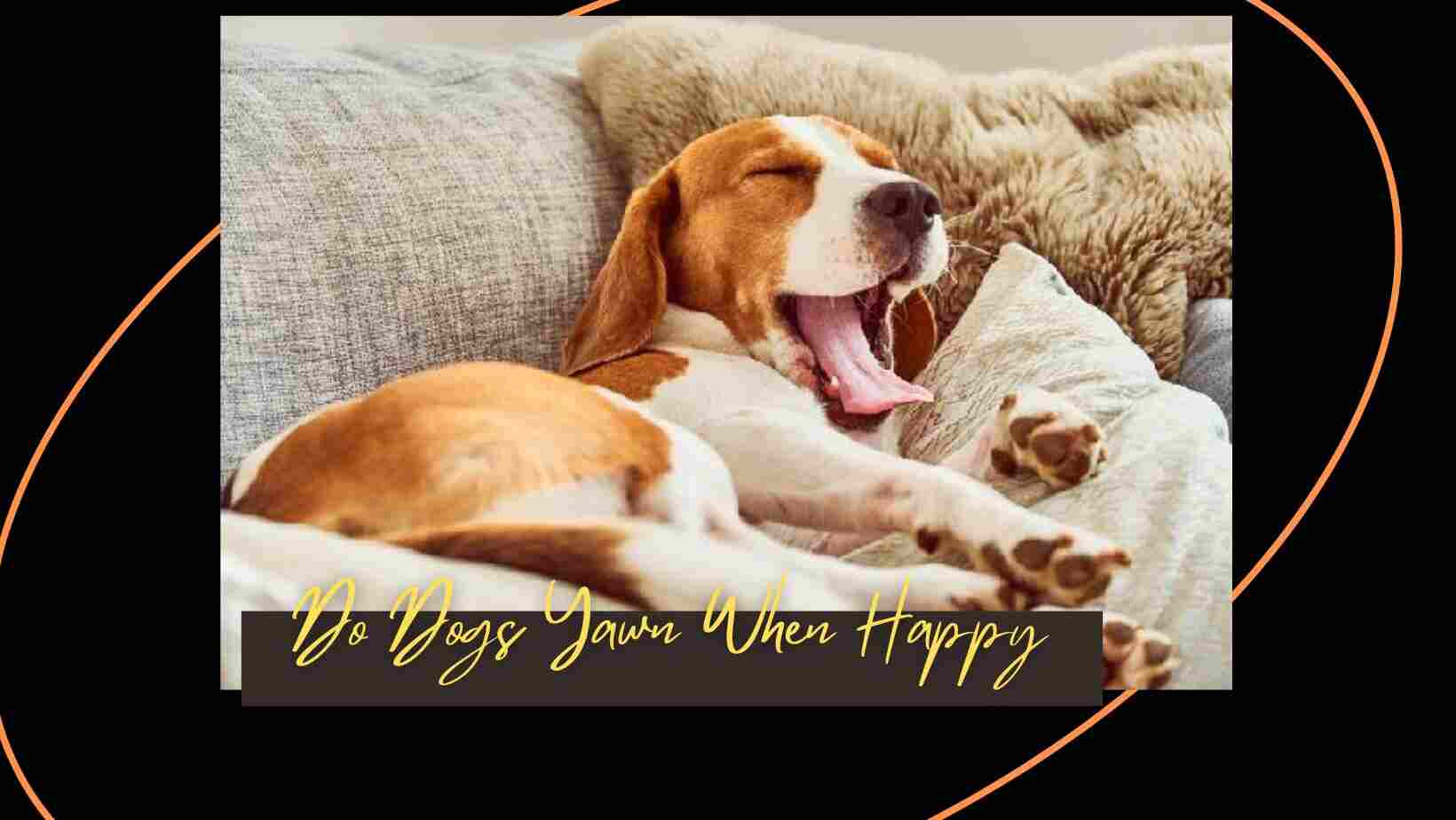 Do Dogs Yawn When Happy