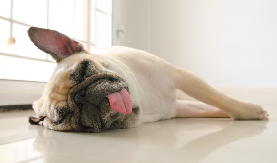 Why Do Dogs Groan When Sleeping?