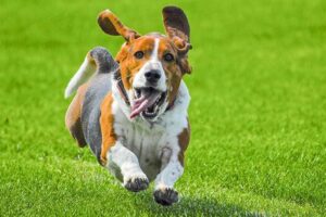 How to Train Dog Recall with Shock Collar