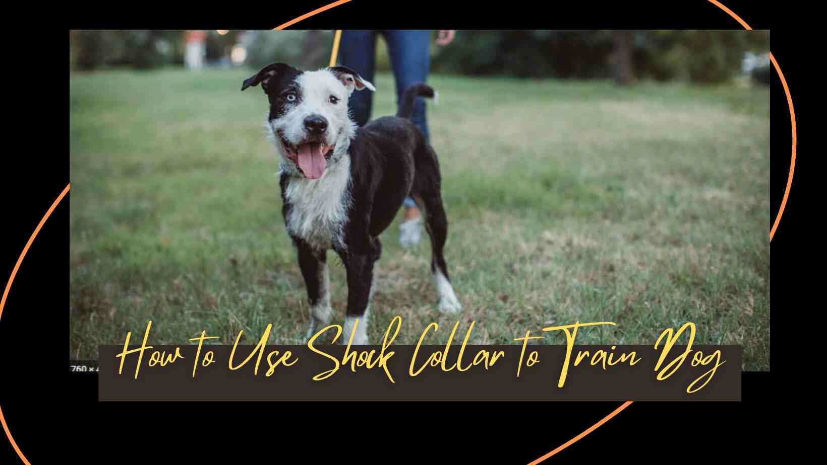 How to Use Shock Collar to Train Dog
