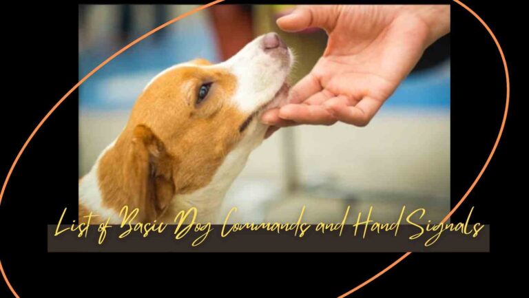 8 Basic Dog Commands and Hand Signals 2023