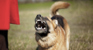 How to Train an Aggressive Dog with a Shock Collar?