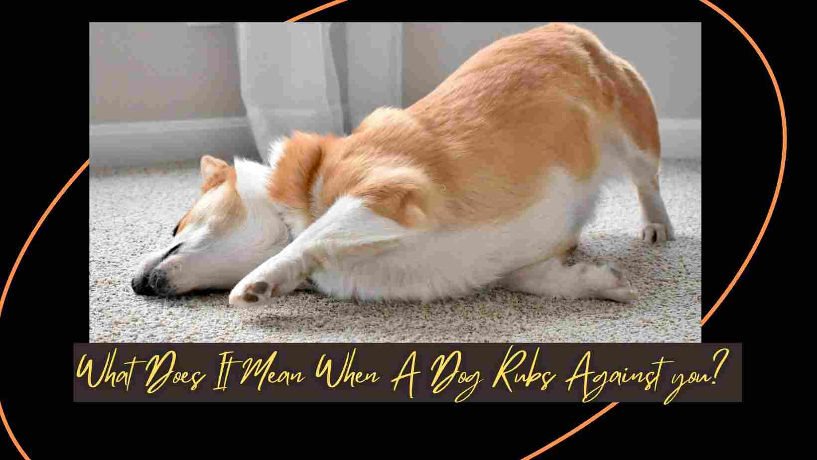 What Does It Mean When A Dog Rubs Against you?