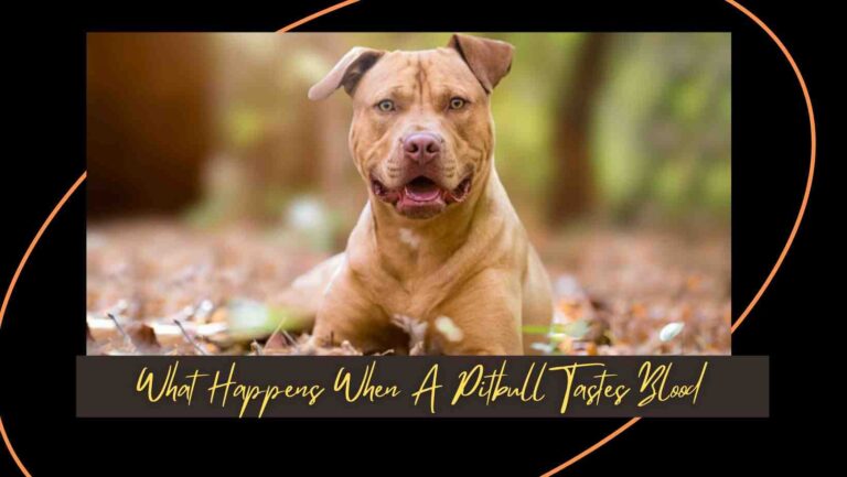 What Happens When A Pitbull Tastes Blood? True Facts 2022