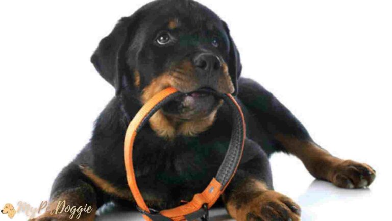 When Can You Use A Shock Collar On A Puppy?