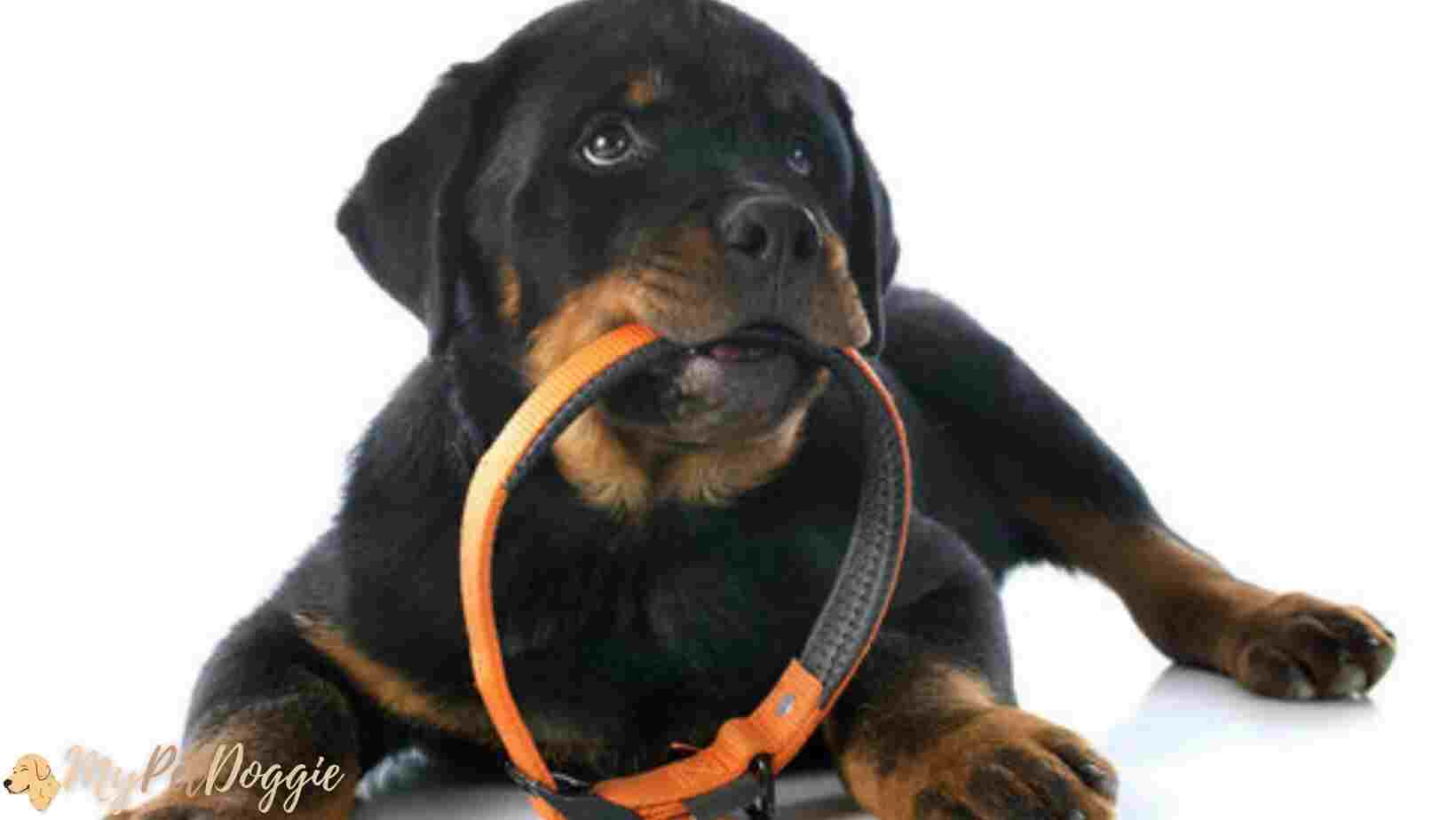 When Can You Use A Shock Collar On A Puppy (1)