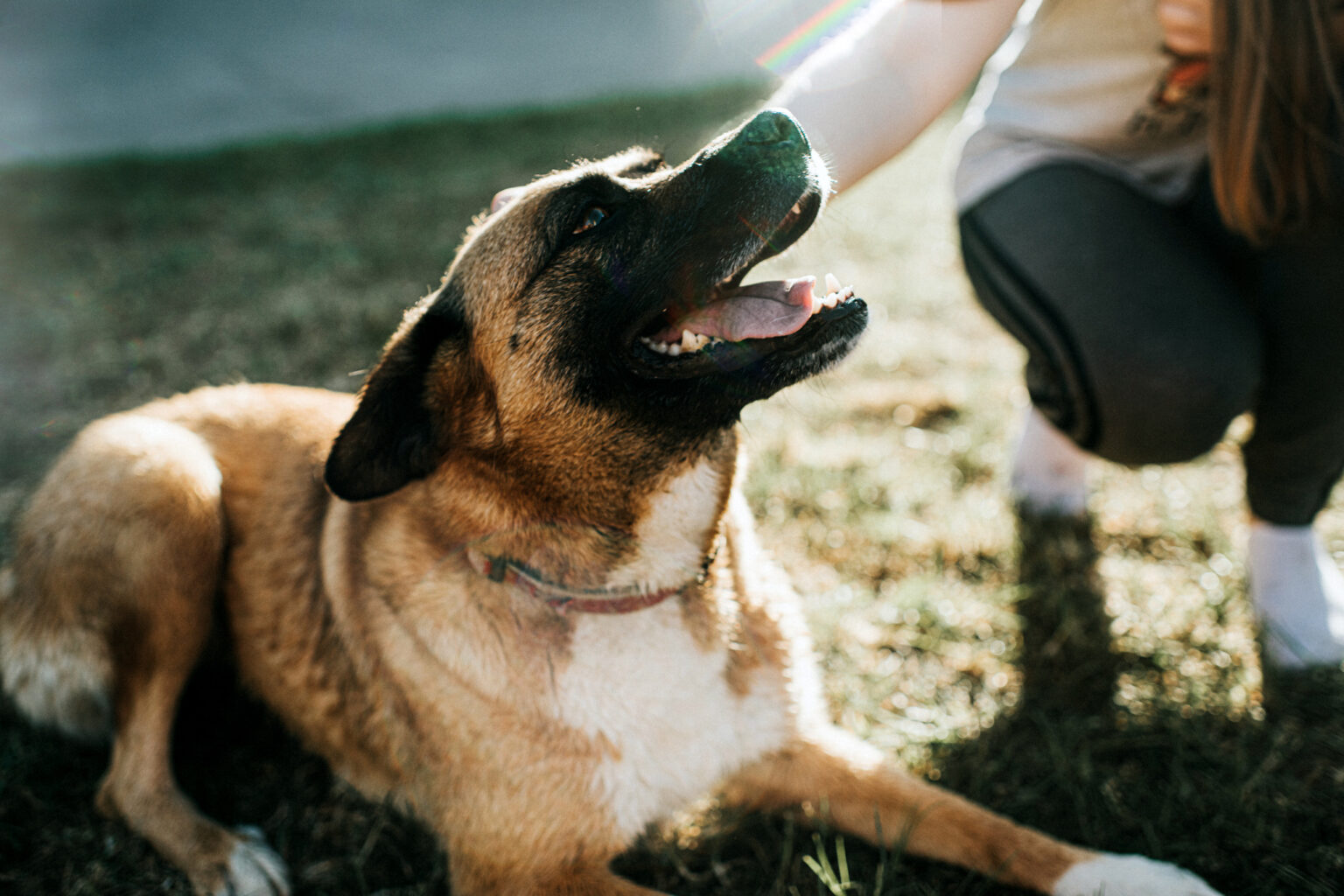 when-do-dogs-go-into-heat-after-giving-birth-mypetdoggie