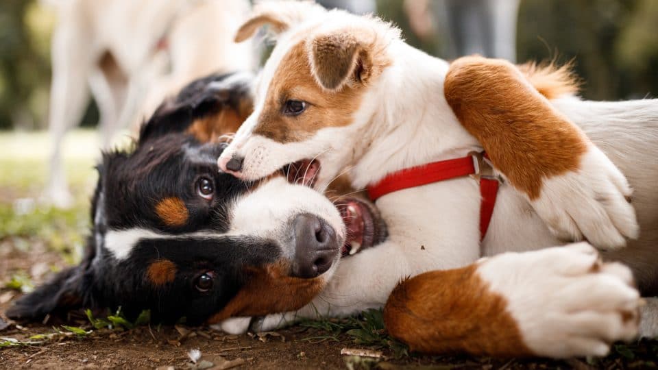 Why Do Dogs Bite Each Other’s Ears? - MyPetDoggie