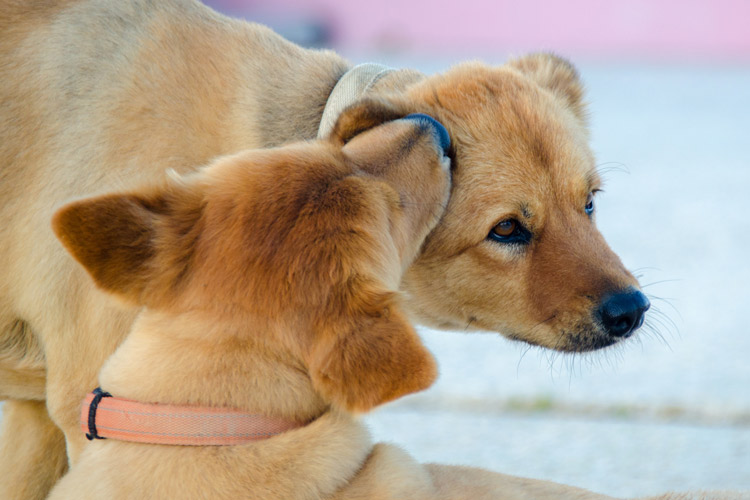 Why Do Dogs Bite Each Other’s Ears? - MyPetDoggie