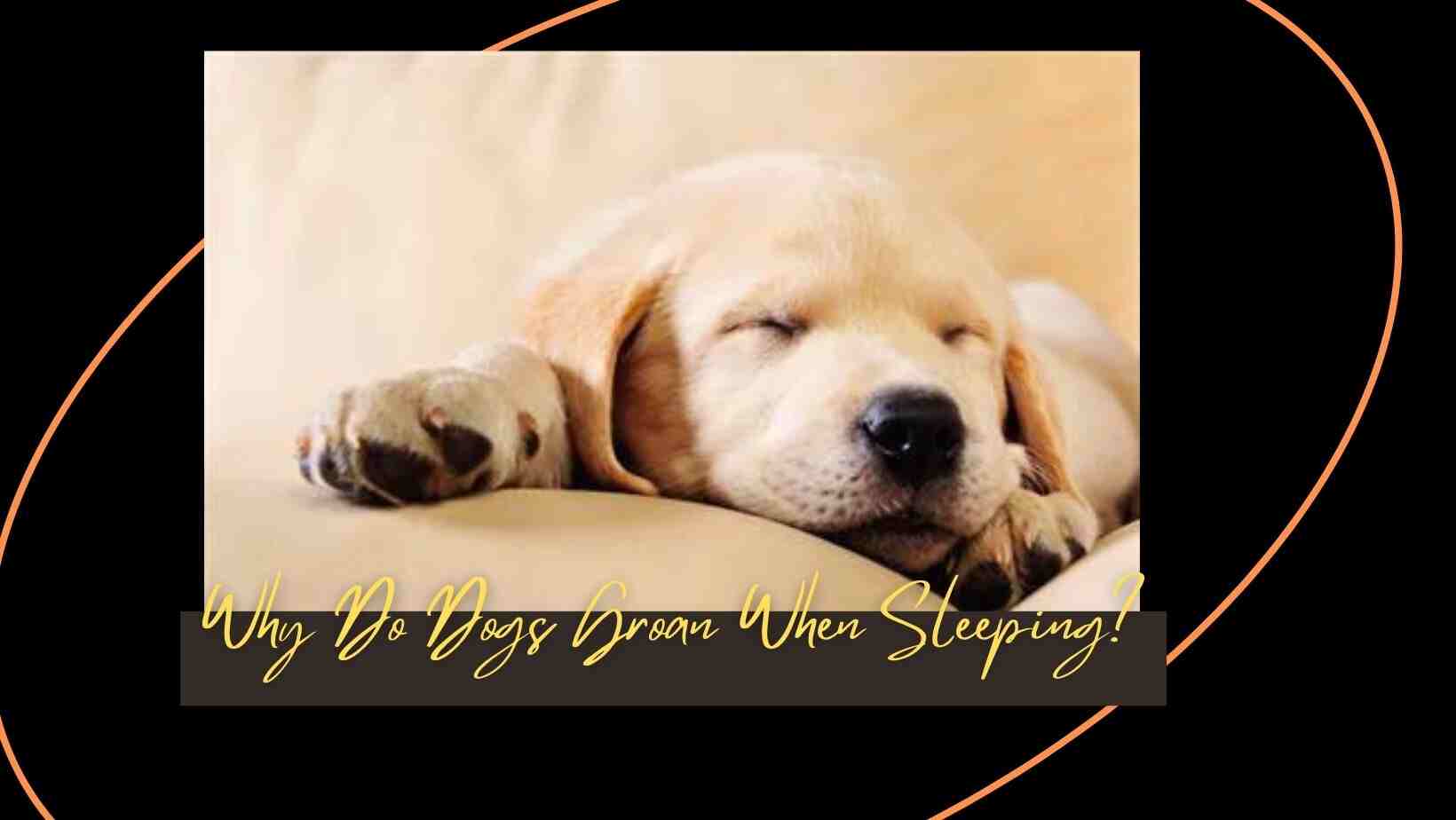 Why Do Dogs Groan When Sleeping?