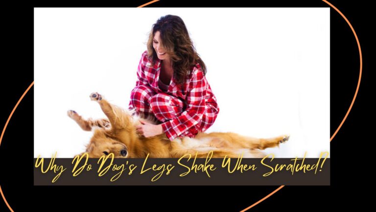 Why Do Dog’s Legs Shake When Scratched | Researched Article 2023