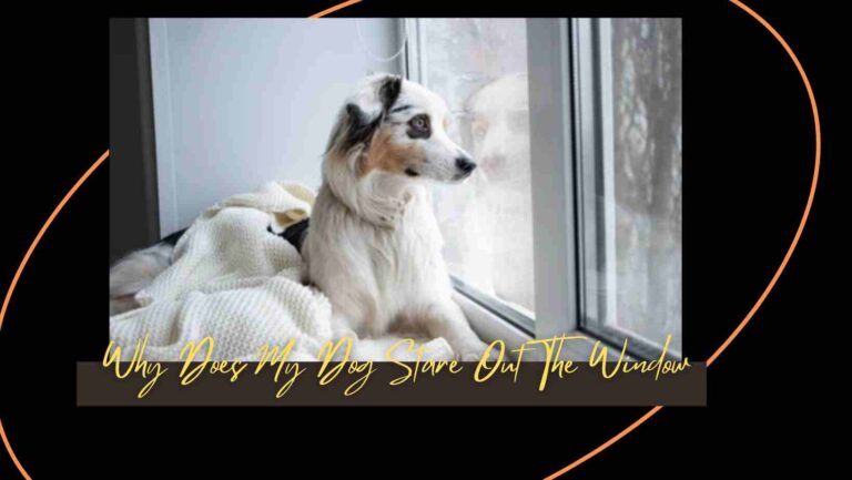 Why Does My Dog Stare Out The Window? | 7 Possible Reasons