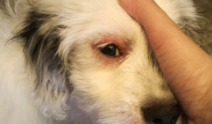 Why My Dog Keeps Closing One Eye
