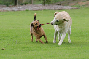 Dogs love tug-of-war: