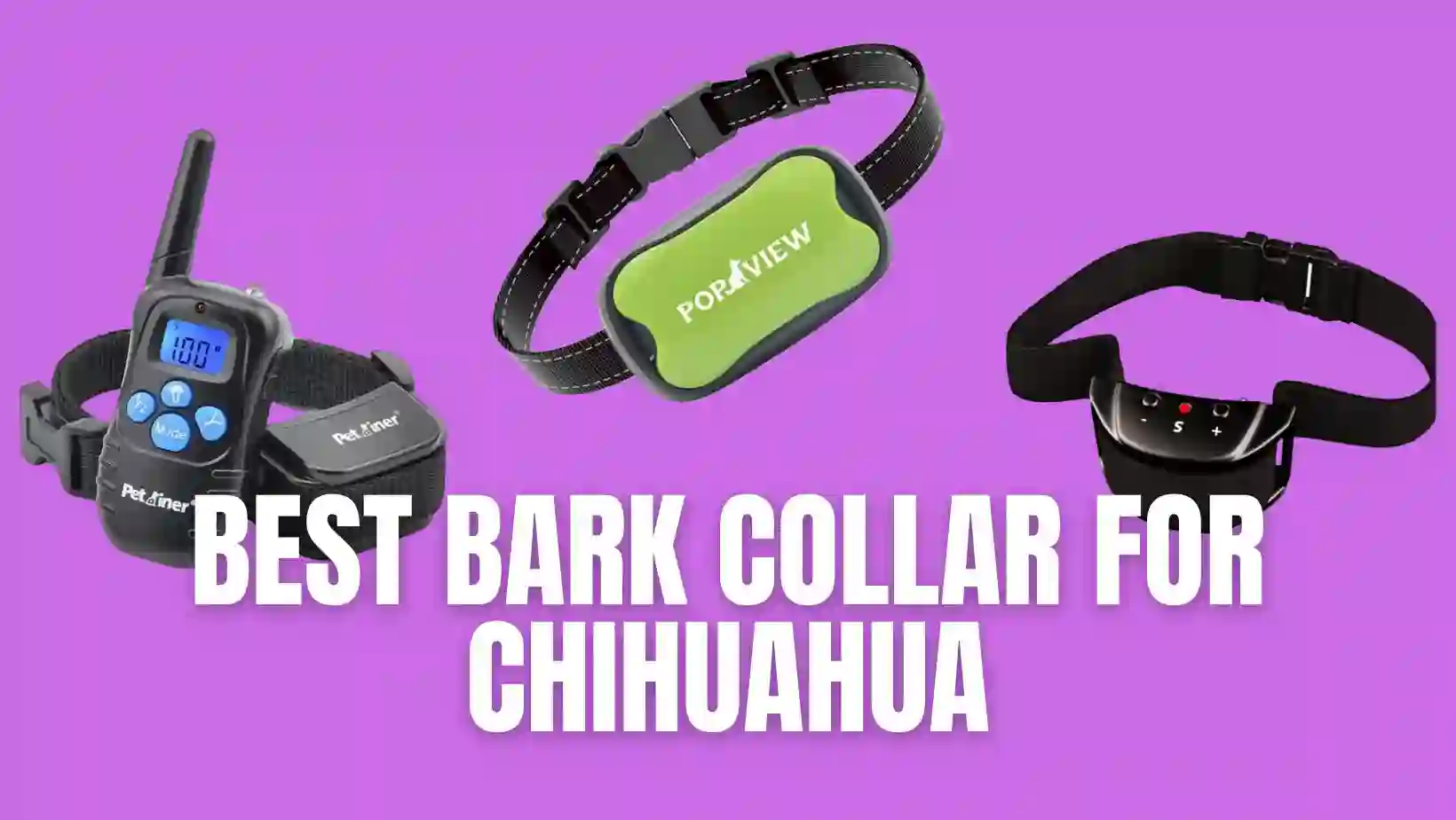 Best Bark Collar for Chihuahua