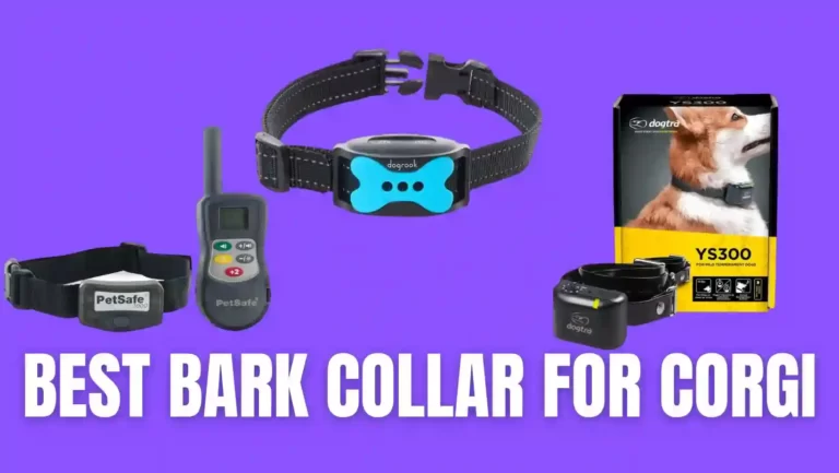 10 Best Bark Collar for Long Haired Dogs | Reviews & Buying Guide 2023