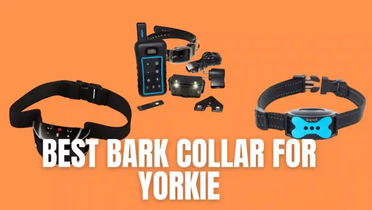 10 Best Bark Collar for Yorkie to buy in 2023