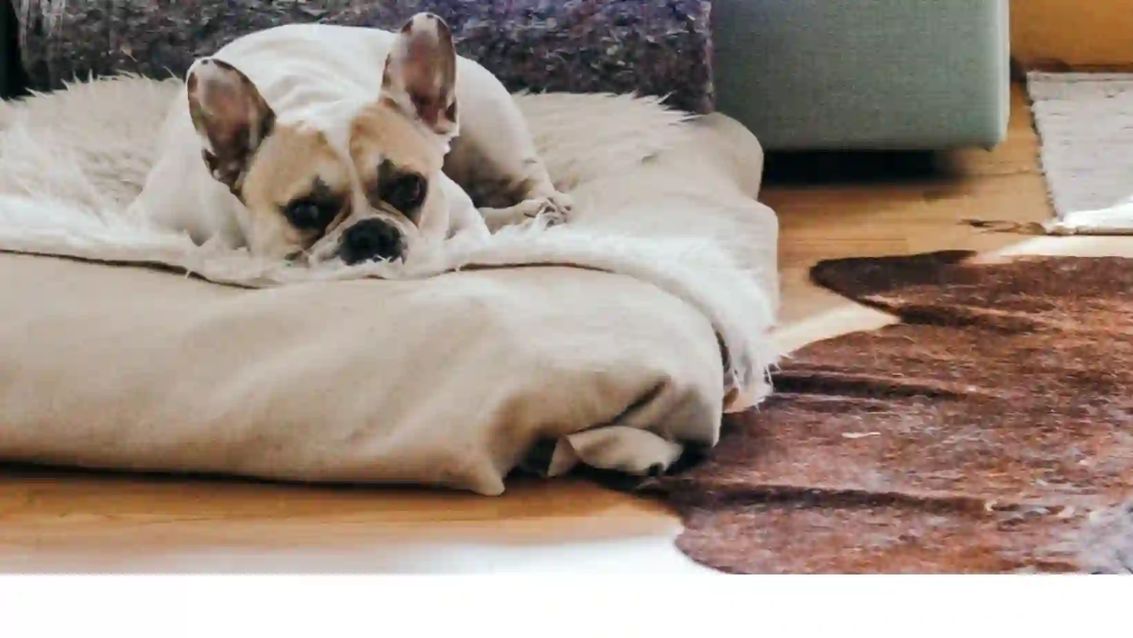 Best Dog Beds for French Bulldogs