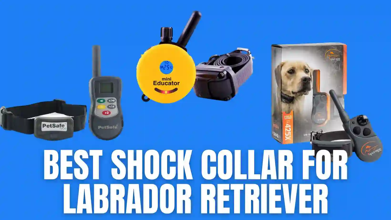 Best Shock Collar for Labrador Retriever