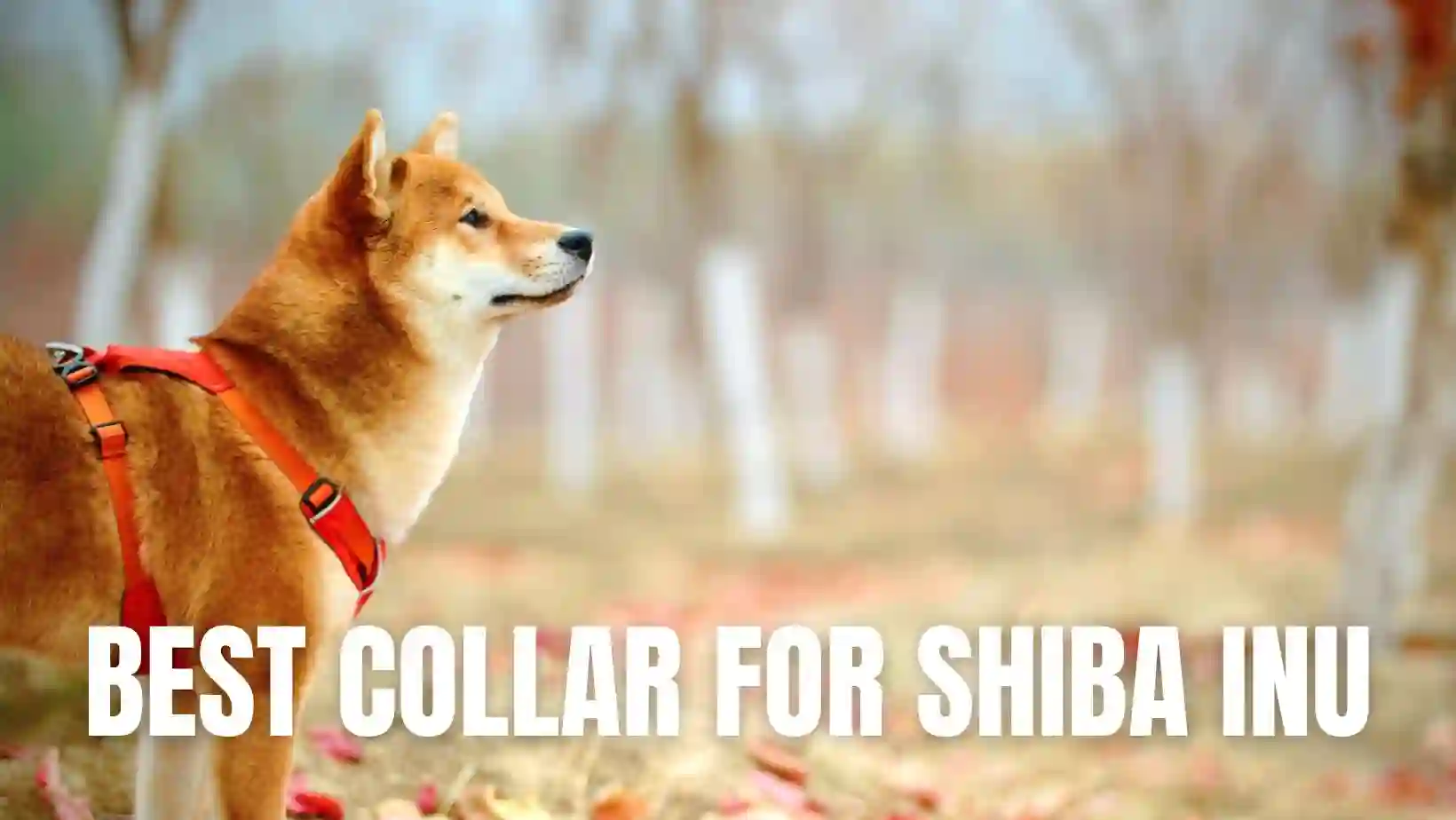 Best Collar For Shiba Inu