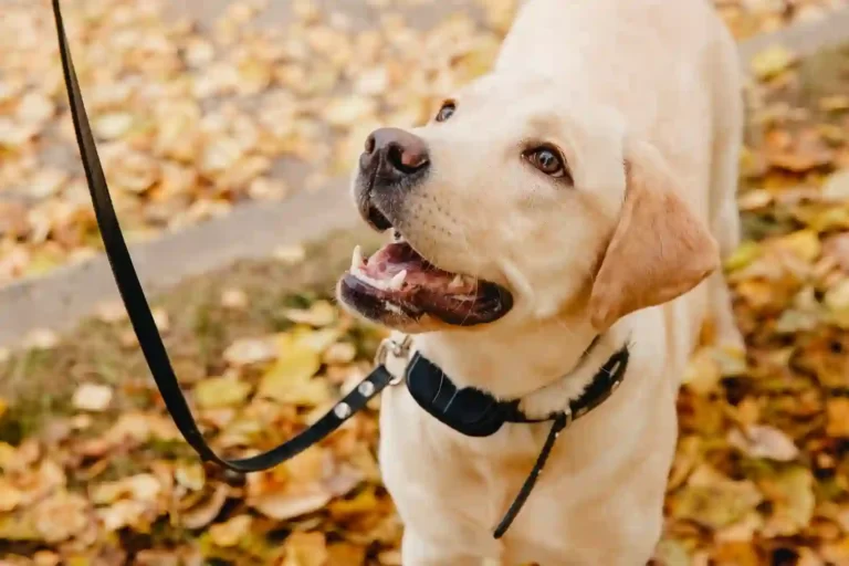 10 Best Dog Collar For Sensitive Neck Dogs to buy in 2023