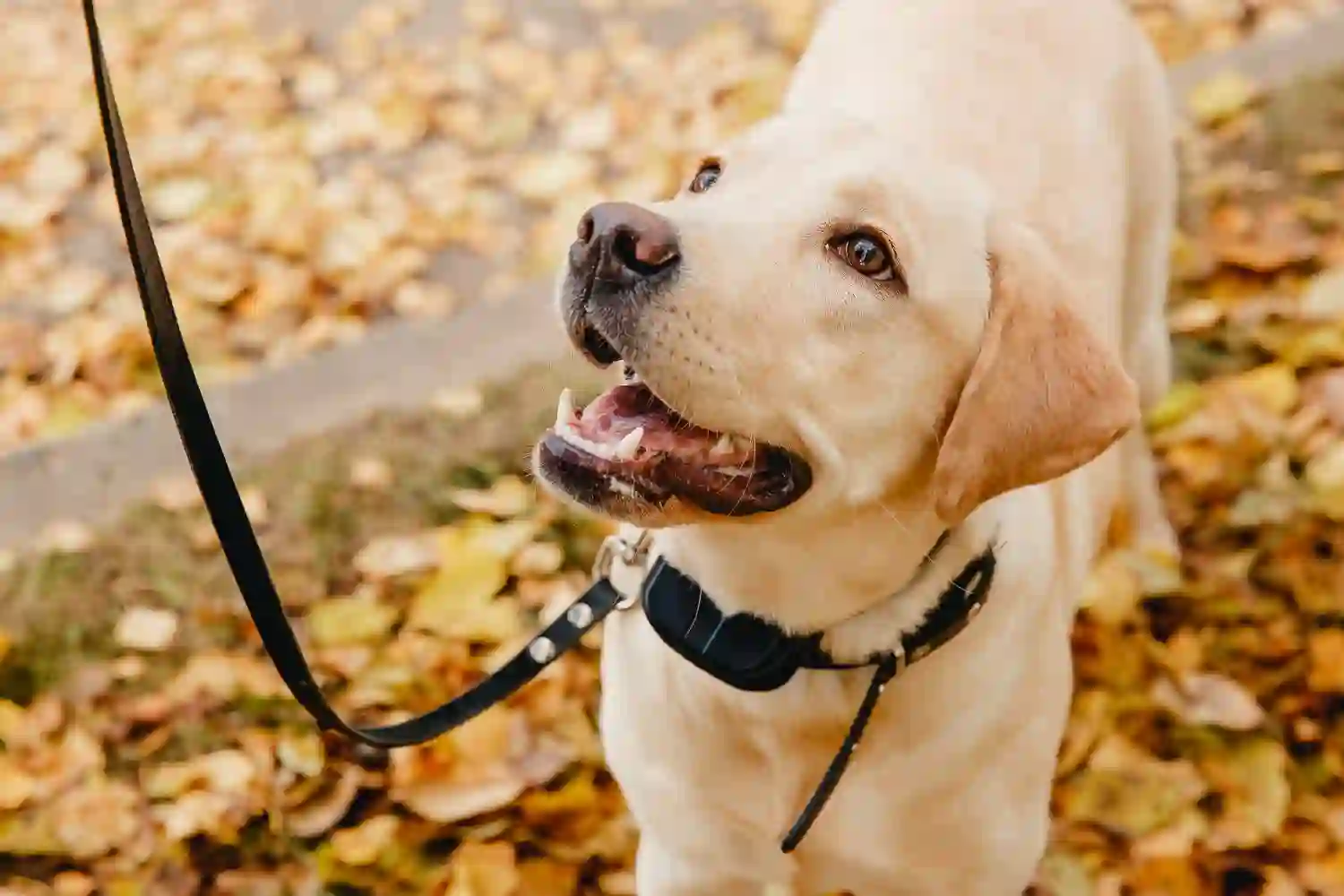 Best Dog Collar For Sensitive Neck Dogs