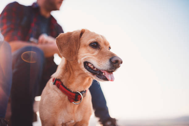 Best Dog Collar To Prevent Matting