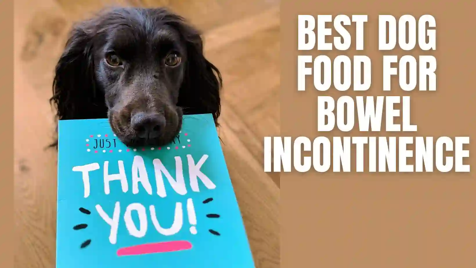 Best Dog Food for Bowel Incontinence