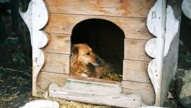 10+ Best dog house for german shepherd in 2023