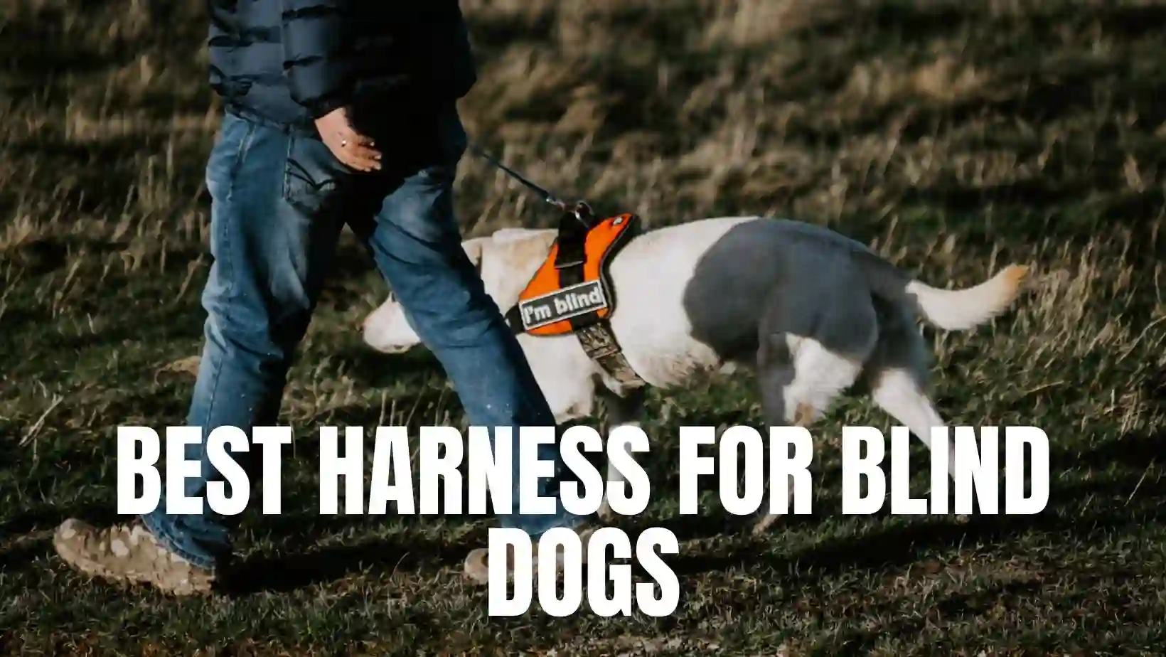 Best Harness For Blind Dogs