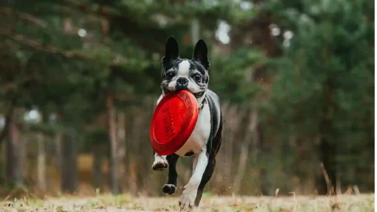 Best harness for Boston Terrier reviewed for 2023