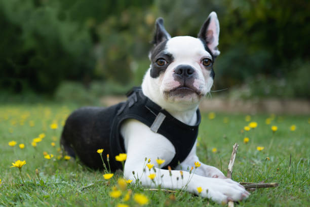 Best Harness For Boston Terriers (2)