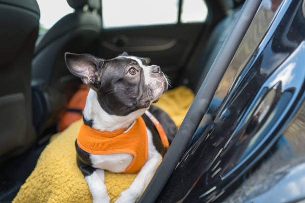 Best Harness For Boston Terriers