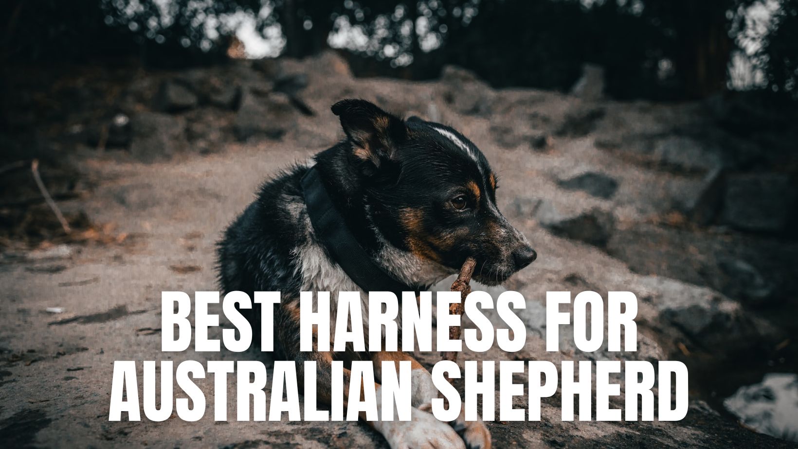 Best Harness for Australian Shepherd (1)