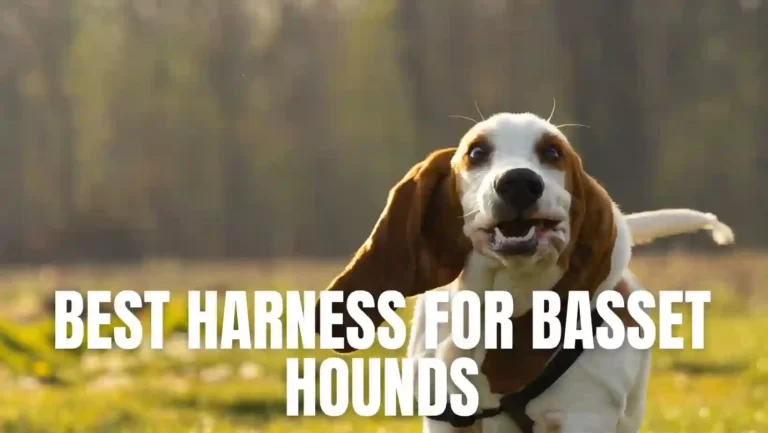 Best harness for basset hounds for 2023